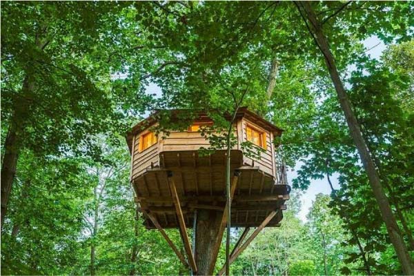 Cabane dans les arbres