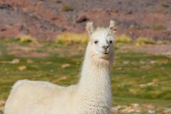 Randonnée à dos de Lama